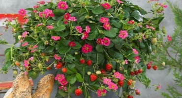 Popis a charakteristika odrůdy jahody toskánsko, pravidla pěstování