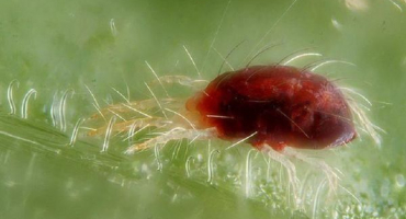 Jak se vypořádat s roztoči na malinách s lidovými léky a léky