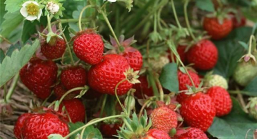 Popis a charakteristika odrůdy jahodník zenith, výsadba a péče