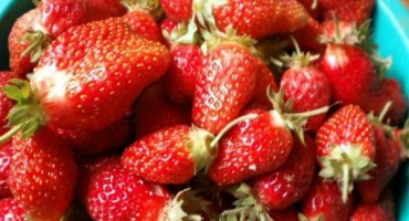 Popis a charakteristika odrůdy jahodníku popelka, výsadba a péče