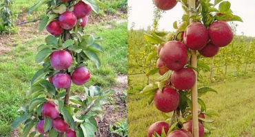 Popis a charakteristika odrůdy sloupcového jablka odrůdy ginu, pěstování a recenze zahradníků o kultuře