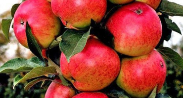 Popis a charakteristika odrůdy sloupcových jabloní elity, oblasti pro pěstování