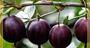 Popis a charakteristika odrůdy angrešt commander, výsadba a péče