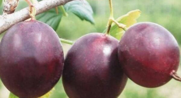 Popis a charakteristika odrůdy angrešt north captain, výsadba a péče