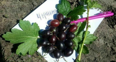 Popis a charakteristika odrůdy angreštu černomořského, výsadba a péče