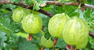 Popis a charakteristika odrůdy angrešt malachit, výsadba a péče