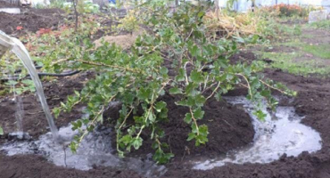 Z jakých důvodů černý rybíz suší a co s tím