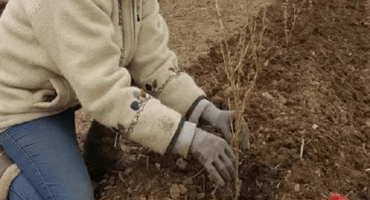 Popis a charakteristika odrůdy konzulského angreštu, pěstování a péče