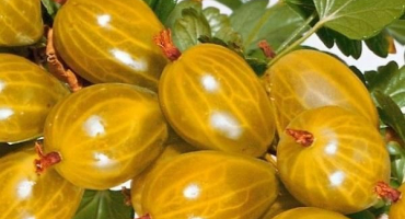 Popis a charakteristika odrůdy anglického žlutého angreštu, výsadba a péče