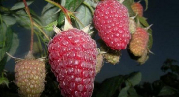 Popis a charakteristika odrůdy maliny atlant, výsadba a rozmnožování