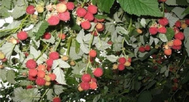 Popis a charakteristika odrůdy maliník husar, výnos, pěstování a péče