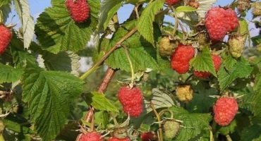 Popis a charakteristika patricijské odrůdy maliny, výsadba, pěstování a péče