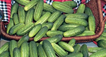 Popis a charakteristika odrůdy okurky asterix, jejich výhody a nevýhody