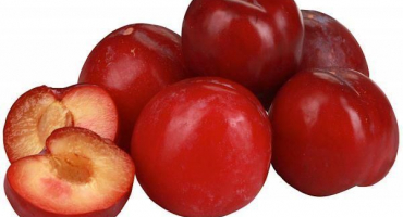 Popis a charakteristika odrůdy švestky červená koule, výsadba a péče