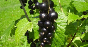 Popis a charakteristika odrůdy černého perleťového rybízu, výsadba a péče