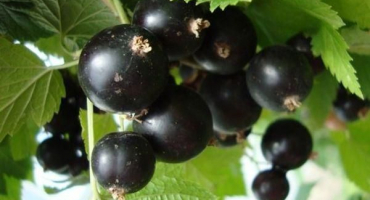 Popis a charakteristika odrůdy veloy rybíz, výsadba a péče