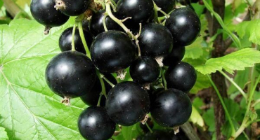 Popis a charakteristika odrůdy venuše rybízu, pěstování a péče