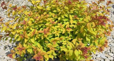 Popis a charakteristika odrůdy spirea firelight, výsadba a péče