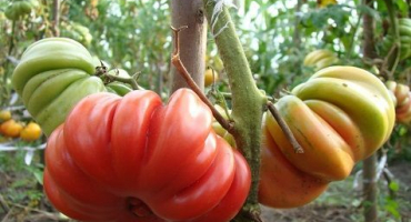 Popis a charakteristika odrůdy rajčat lorraine beauty