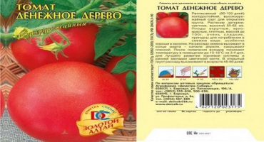Popis a charakteristika stromu peněz odrůdy rajčat