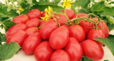 Popis a charakteristika odrůdy rajčat červená hruška