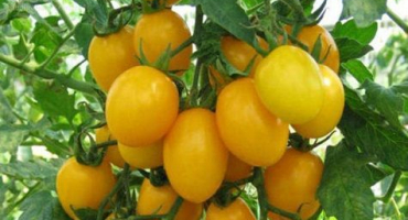 Popis a charakteristika odrůdy rajčat jantarový trs f1