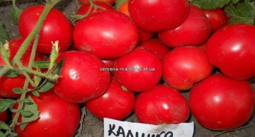 Popis a charakteristika odrůdy rajčete kalinka-malinka