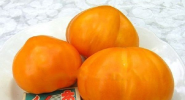 Popis a charakteristika odrůdy rajčat klondike