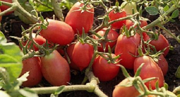 Popis a vlastnosti odrůd rajčat v rusku