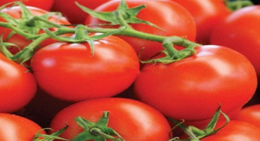 Popis a charakteristika odrůdy rajčat, sen lenocha