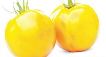 Popis a charakteristika odrůdy rajčete pink samson f1, její výnos