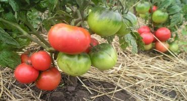 Popis a charakteristika odrůdy rajčete pink leader