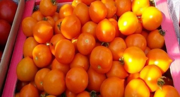 Popis a charakteristika kachny odrůdy rajčat