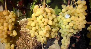 Popis a charakteristika dlouho očekávané odrůdy révy vinné, výnos a pěstování