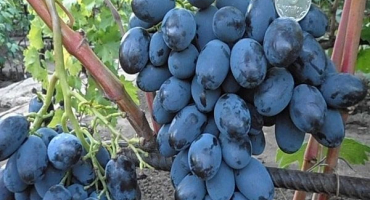 Popis a charakteristika odrůdy catalonia, pravidla plodování a pěstování