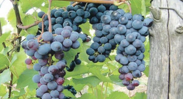 Popis a charakteristika odrůdy levokumsky, původ a vlastnosti pěstování