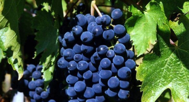 Popis a charakteristika odrůdy sangiovese, pěstování a péče