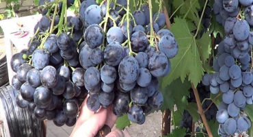 Popis a charakteristika odrůdy ošklivé, výsadba a pěstování