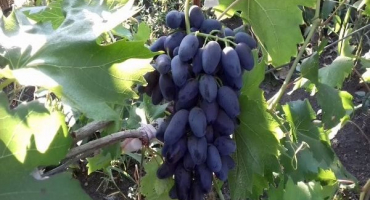 Popis a charakteristika odrůdy vinné révy akademik (paměť dzheneyeva), vlastnosti pěstování a historie