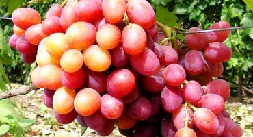 Popis a vlastnosti odrůdy anyuta, výsadba a péče