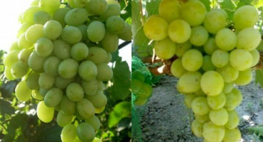 Popis a vlastnosti odrůdy antony the great, historie a pravidla pěstování