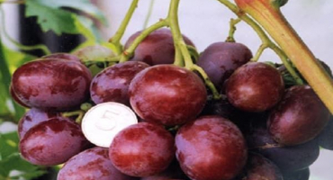 Popis a charakteristika odrůdy ataman, historie a pravidla pěstování