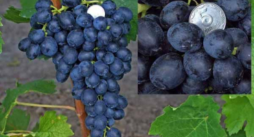 Popis a charakteristika odrůdy attica a pravidla pro pěstování rozinek