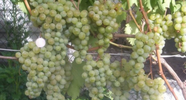 Popis a charakteristika odrůdového přátelství, pravidla pěstování a péče