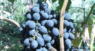 Popis a charakteristika odrůdy gala, historie a jemnosti pěstování