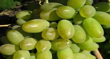 Popis a charakteristika elegantní odrůdy hroznů, historie a jemnosti pěstování