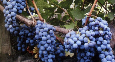 Popis a charakteristika odrůdy cabernet sauvignon, oblasti pěstování a pravidla výsadby