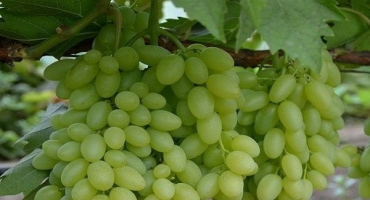 Popis a charakteristika odrůdy rozinek století, pěstování a péče