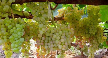 Popis a charakteristika odrůdy korinka russian, výhody a nevýhody, pěstování