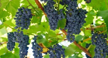 Popis a charakteristika markýzové odrůdy, historie a charakteristika pěstování